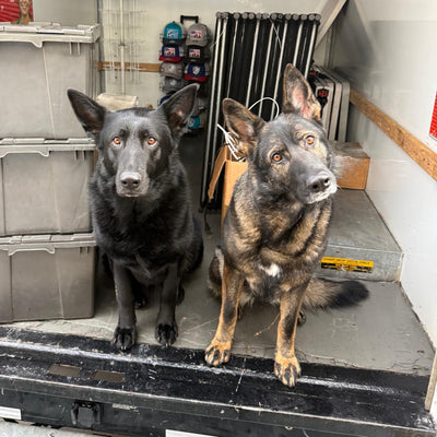 Greeting Card - Dog Days