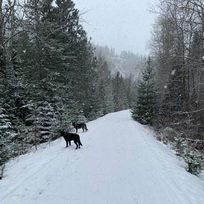 "Ideal Idaho" Original