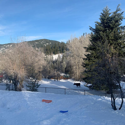 "Ideal Idaho" Original