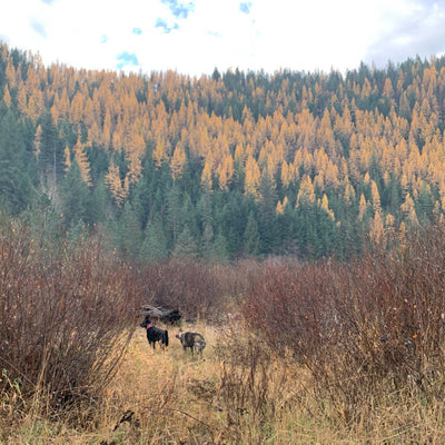 Greeting Card - Ideal Idaho